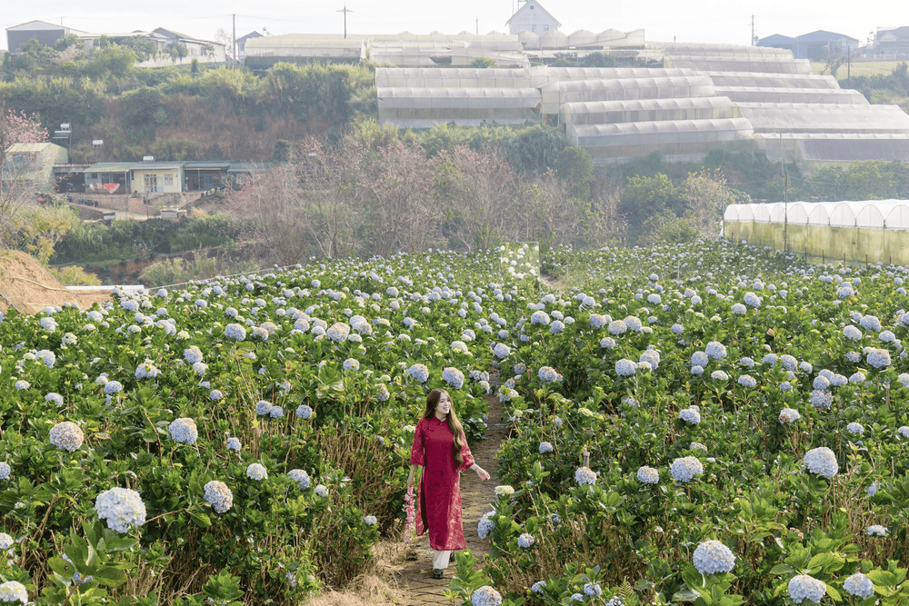 Vườn hoa Cẩm Tú Cầu là thiên đường hoa với những chùm hoa xanh, tím nở rộ khắp không gian (Nguồn: Cánh đồng hoa Cẩm Tú Cầu Đà Lạt - Catuka garden&coffee)